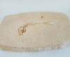 Versteinerter Fisch